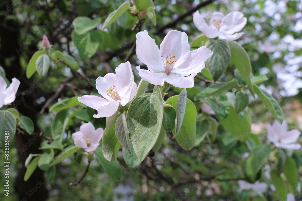 a tree with white flowers that says spring on it. a tree with white flowers that says spring on it.