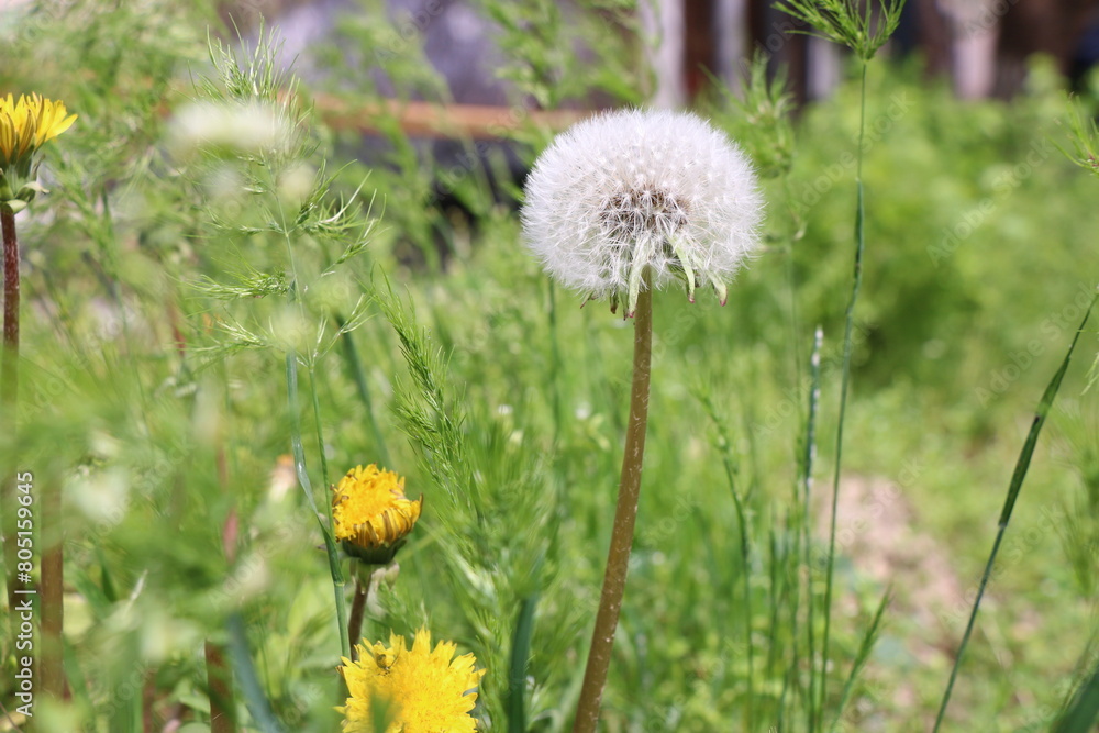 a dandelion is in the grass and the dandelion is in the foreground a dandelion is in the grass and the dandelion is in the foreground