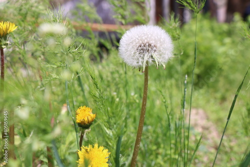 a dandelion is in the grass and the dandelion is in the foreground