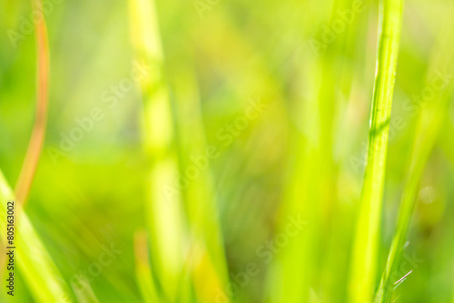 green grass leaf in garden with blur background