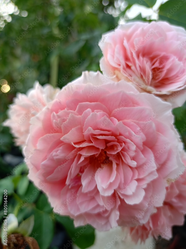 pink rose flowers and soft blur beauty nature pink rose flowers and soft blur beauty nature