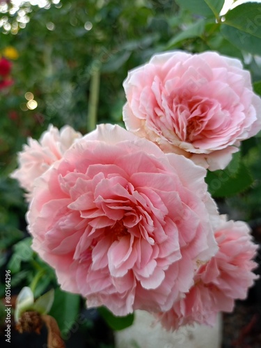 pink  rose  flowers and soft blur beauty nature 