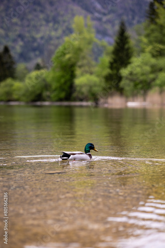 duck on the lake