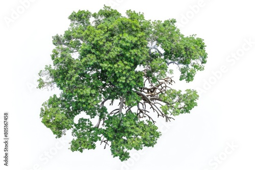 Tree Aerial. Top View of Mangrove Tree Isolated on White Background