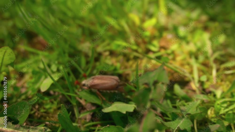 cockchafer. a May bug on the grass. It's a sunny day. Spread his wings cockchafer. a May bug on the grass. It's a sunny day. Spread his wings