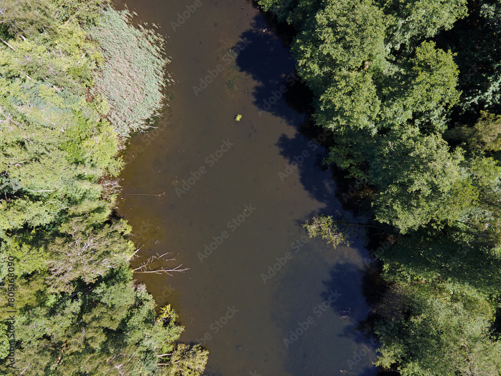 Aerial top down of pond and trees in Grunewald forest on a sunny summer day in Berlin