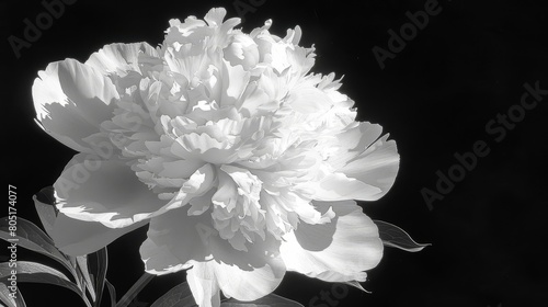   A monochrome image of a largeness flower, its substantial leaves in the foreground, and a smaller blossom behind
