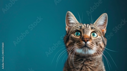 A cute cat looking up with big green eyes on blue background.
