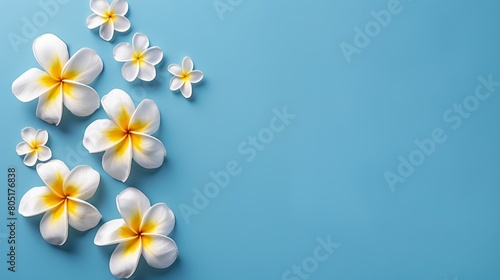  A collection of white and yellow blossoms against a backdrop of blue ..Or, if space for an image is included:..White and