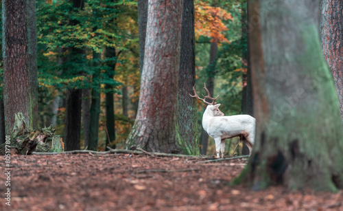 White deer in a forest park © danimages