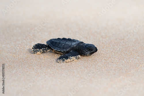 baby sea turtle on the beach, newborn Olive ridley sea turtle in Sri Lanka © nexusby