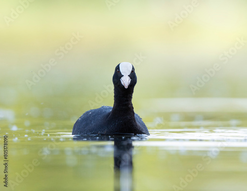 Eurasian coot front view, Fulica atra in Belarus photo