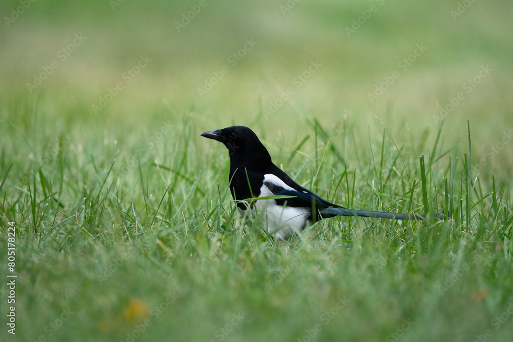 Obraz premium Magpie in the green grass