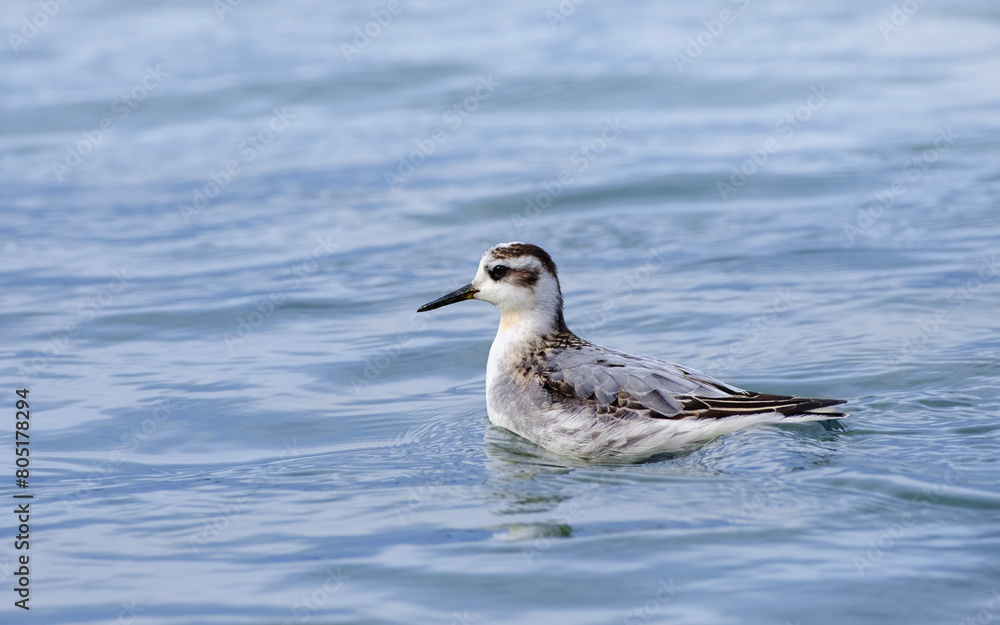 Red phalarope in the water, small wader, this grey phalarope breeds in the Arctic regions