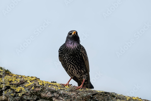 starling on the tree, Sturnus vulgaris in Belarus