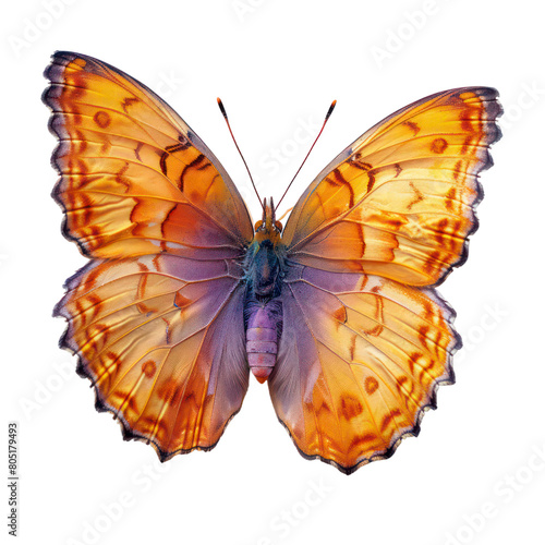beautiful orange butterfly isolated on transparent background