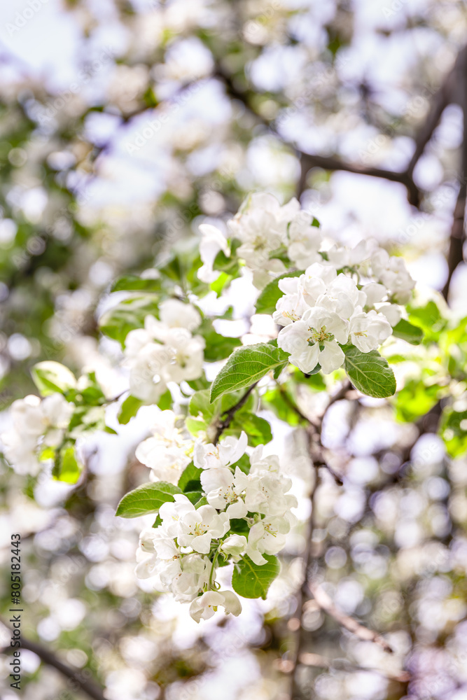 Spring blossom: branches of a blossoming apple tree on sky background. White apple tree flowers on nature background. Spring blossom: branches of a blossoming apple tree on sky background. White apple tree flowers on nature background.