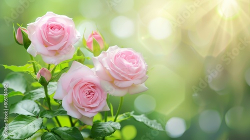   Three pink roses with green leaves in front  a bright green backdrop blurred  behind them