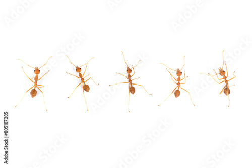 Group weaver ants on isolated background, Weaver ants closeup