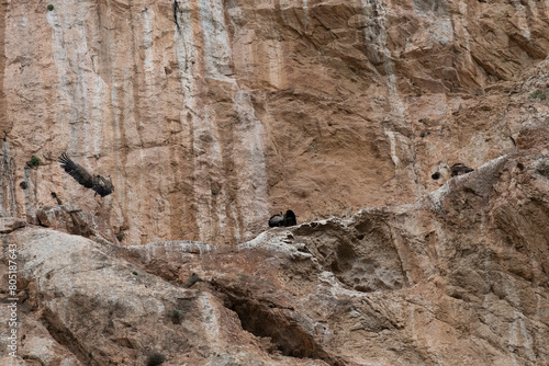 Vulture in flight to young in mountains along footpath in El Caminito del Rey (The King's Little Path) near El Chorro, Malaga, Spain, part of Baetic System in southern Iberian Peninsula