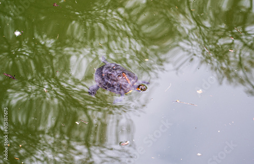 A turtle swims in dark green water