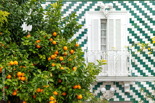 Close up of the façade of a house in Andalusia, Spain with white and green tiles around a window with shutters and branches of an orange tree in front with ripe orange fruit photo