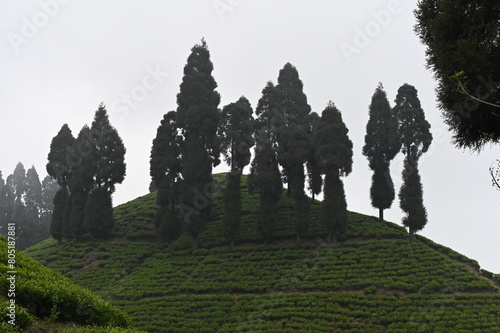 trees in the mountains