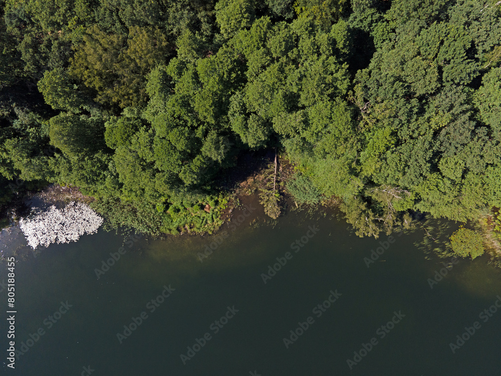 Aerial top down of lake and trees in Grunewald forest on a sunny summer day in Berlin