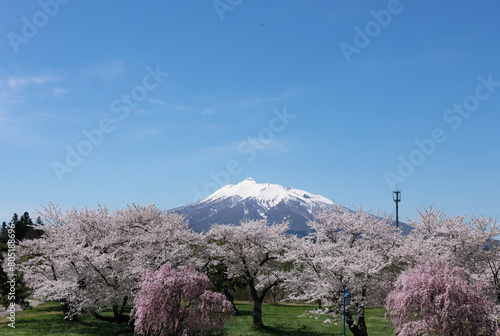 Wallpaper Mural 満開の桜と雪化粧した岩木山 Torontodigital.ca