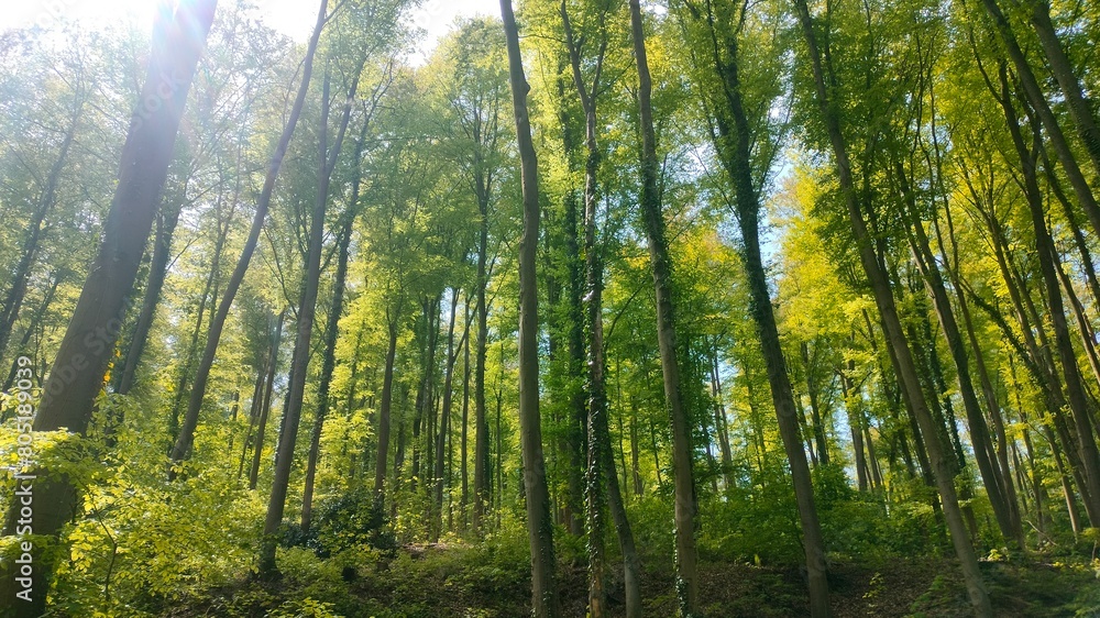 Fototapeta premium morning in the forest
