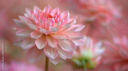  A pink flower with a blurred background and centered blurring effect
