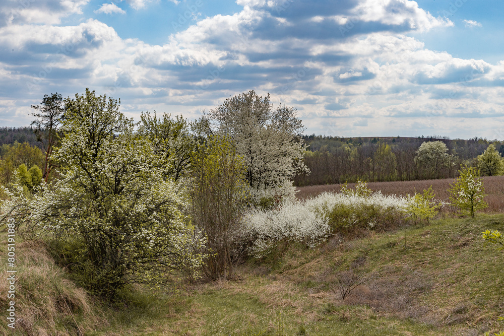 spring trees covered with white flowers in the fields spring trees covered with white flowers in the fields