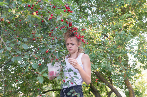 A young girl is picking cherries from a tree in the garden