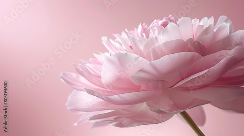   A pink flower  sharply focused against a solid pink background  with a softly blurred duplicate in the background