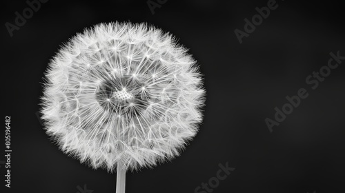   A monochrome image of a dandelion against a black backdrop  featuring a tiny white pistil at its heart