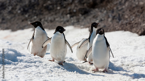 Adelie penguins (Pygoscelis adeliae) on Paulet Island on the Antarctic Peninsula in Antarctica photo