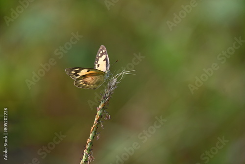 Fototapeta Naklejka Na Ścianę i Meble -  A beautiful brown butterfly is seen sitting on a twig 