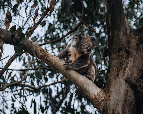 Canvas Print Koala in the wild with gum tree on the Great Ocean Road, Australia