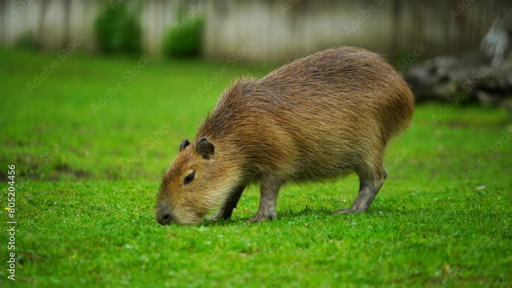 Video of Capybara in zoo