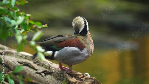 Video of Ringed Teal in zoo photo