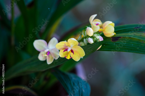 yellow orchid flower