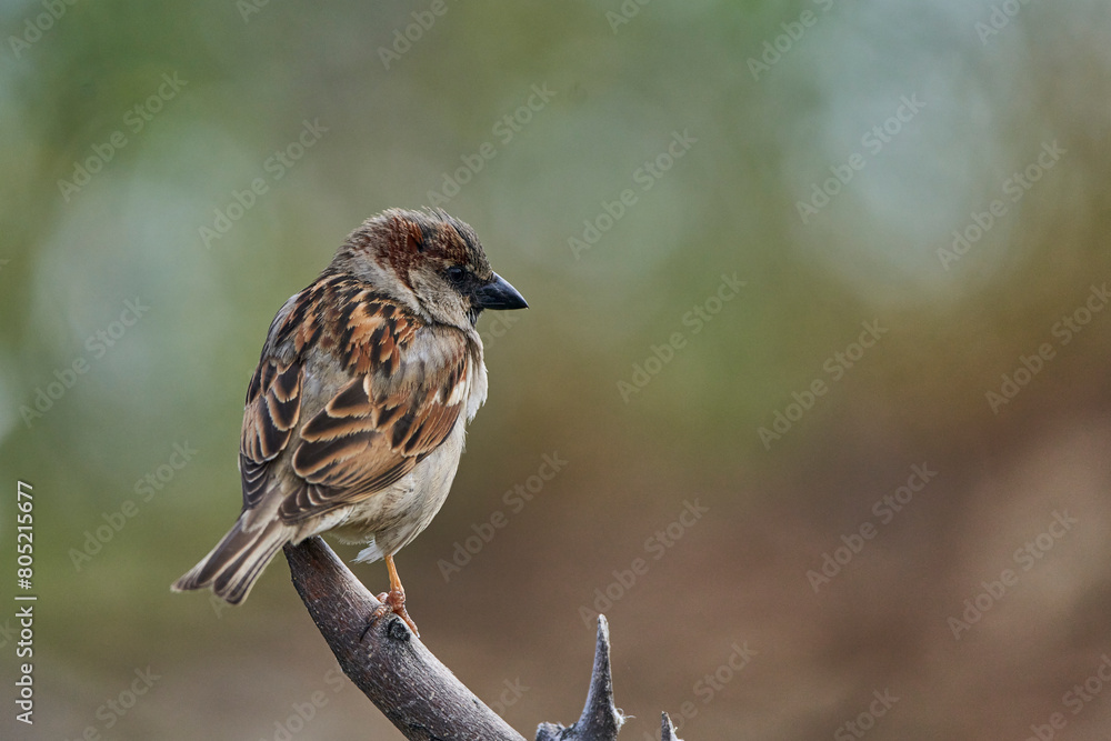 Fototapeta premium gorrión (passer domesticus)