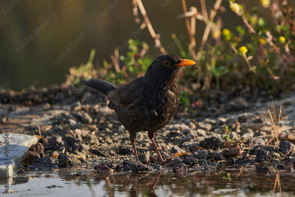 mirlo común o, más comúnmente, mirlo (Turdus merula) en el estanque del parque mirlo común o, más comúnmente, mirlo (Turdus merula) en el estanque del parque