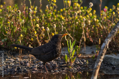 mirlo común o, más comúnmente, mirlo (Turdus merula) en el estanque del parque 