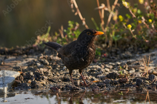 mirlo común o, más comúnmente, mirlo (Turdus merula) en el estanque del parque