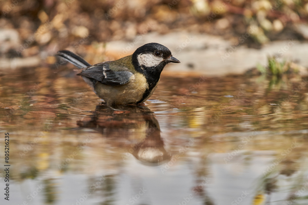 Obraz premium carbonero común en el estanque (Parus major) 