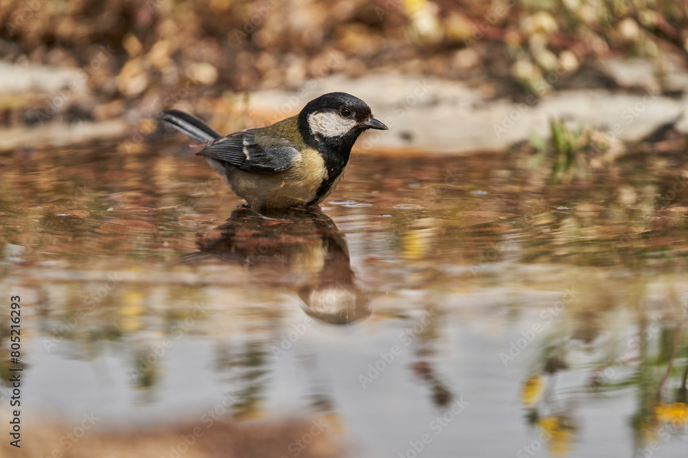 Obraz premium carbonero común en el estanque (Parus major) 
