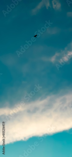 Wallpaper Mural bird flying in the blue sky which also looks like the sea, the wave Torontodigital.ca