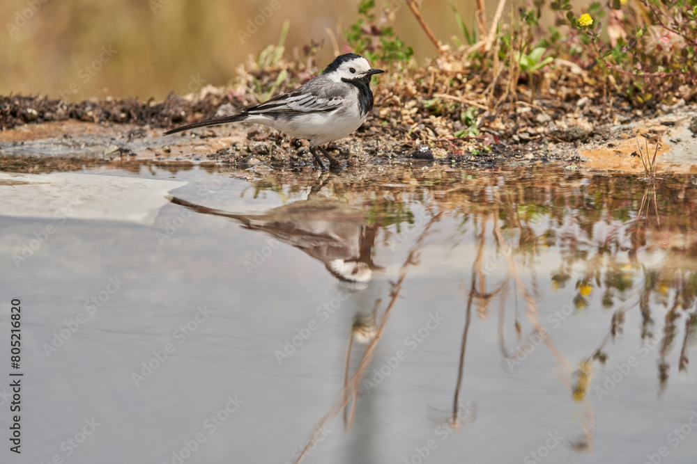 Obraz premium lavandera blanca​ o aguzanieves (Motacilla alba). Marbella Andalucía España 