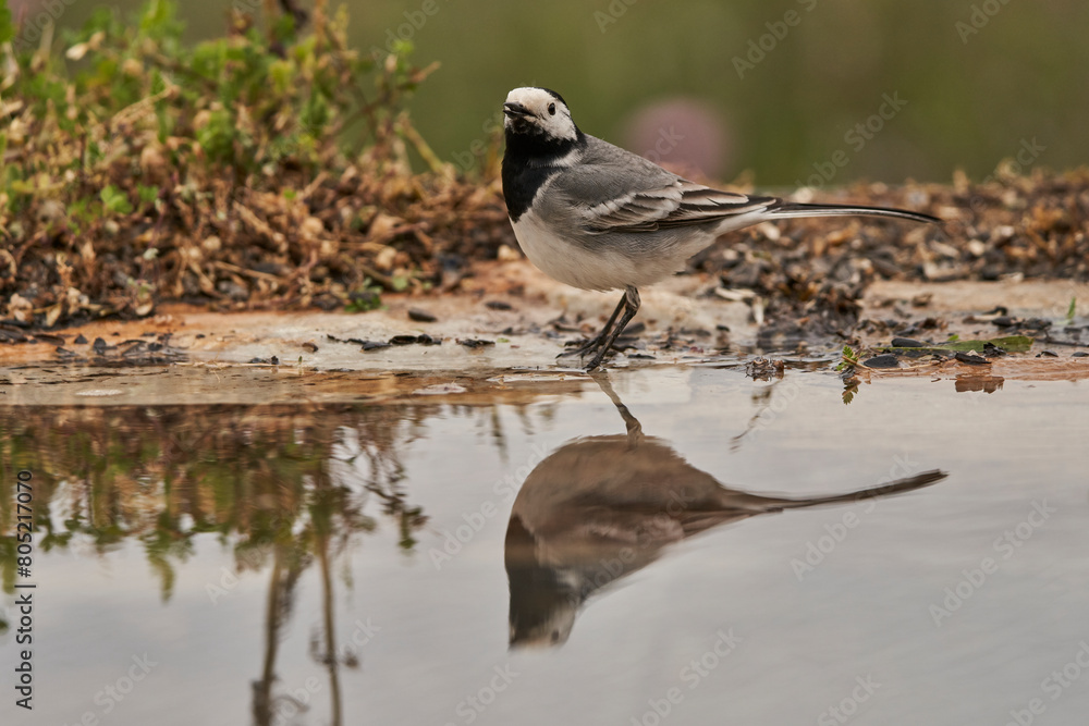 lavandera blanca o aguzanieves (Motacilla alba). Marbella Andalucía España lavandera blanca o aguzanieves (Motacilla alba). Marbella Andalucía España